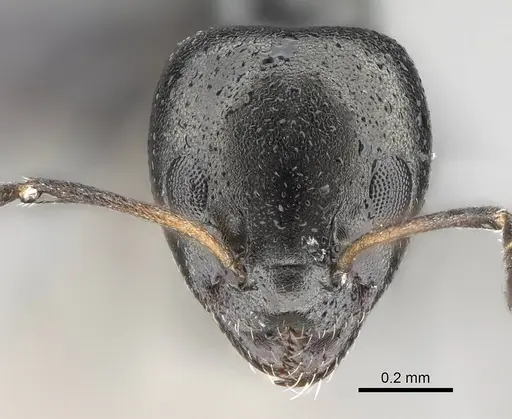 Ochetellus glaber - CASENT0919961