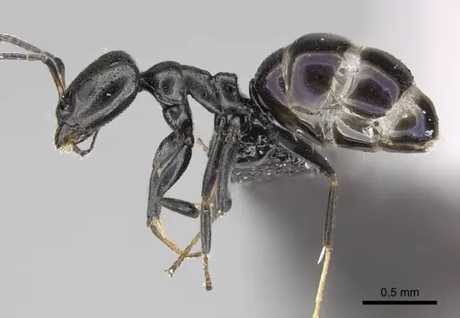 Ochetellus glaber - CASENT0919961