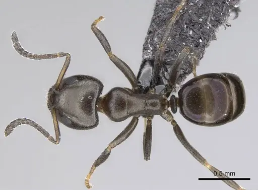 Ochetellus glaber - CASENT0919962