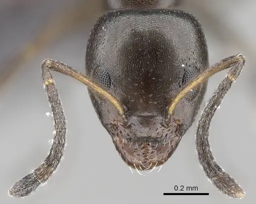 Ochetellus glaber - CASENT0919962