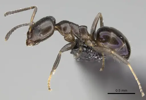 Ochetellus glaber - CASENT0919962