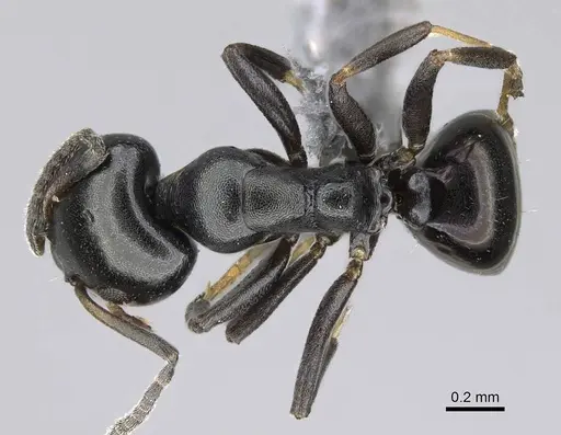 Ochetellus glaber - CASENT0922256