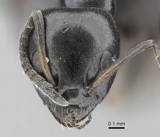 Ochetellus glaber - CASENT0922256