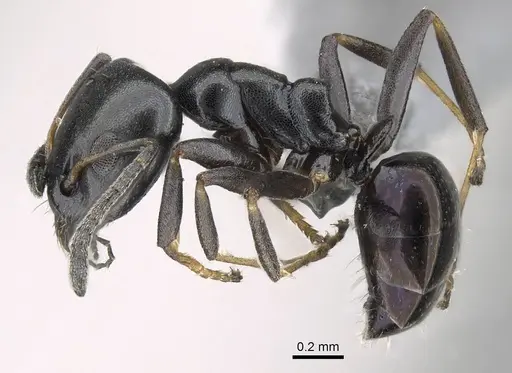 Ochetellus glaber - CASENT0922256