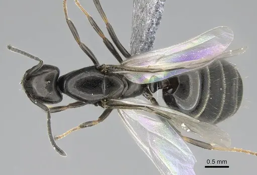 Ochetellus glaber - CASENT0922257