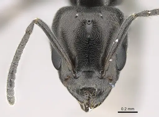 Ochetellus glaber - CASENT0922257