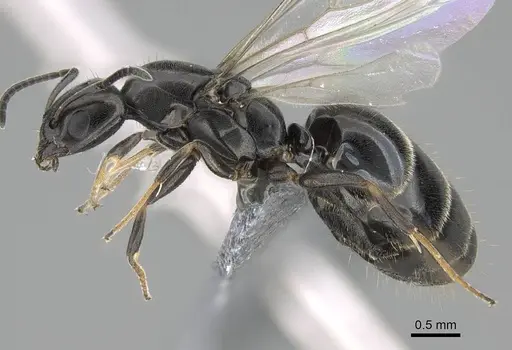 Ochetellus glaber - CASENT0922257