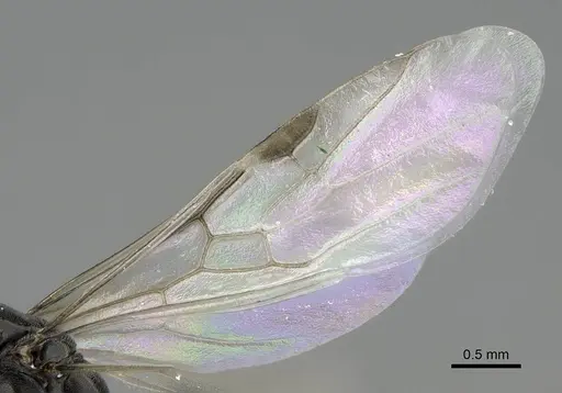 Ochetellus glaber - CASENT0922257