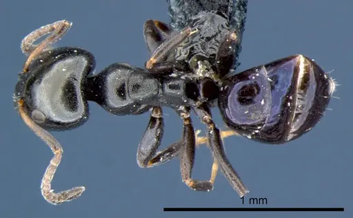 Ochetellus glaber - CSIRONC0195