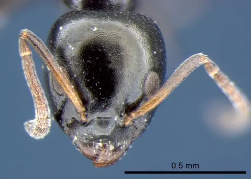 Ochetellus glaber - CSIRONC0195