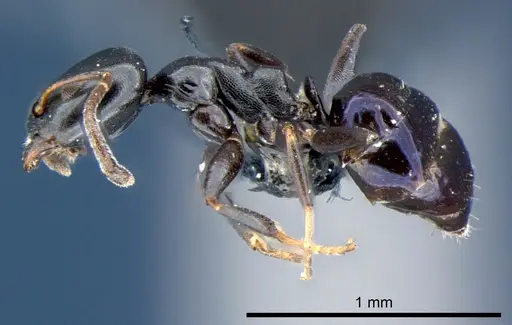 Ochetellus glaber - CSIRONC0195