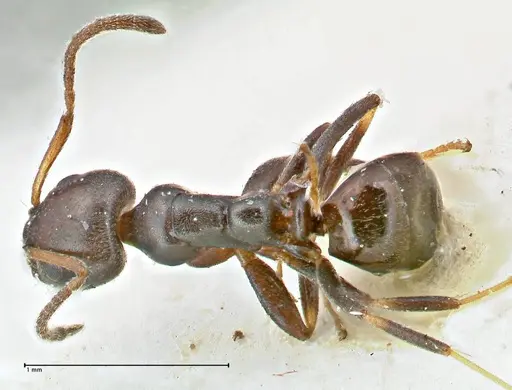 Ochetellus glaber - FOCOL2837