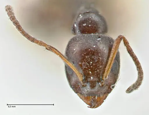 Ochetellus glaber - FOCOL2837