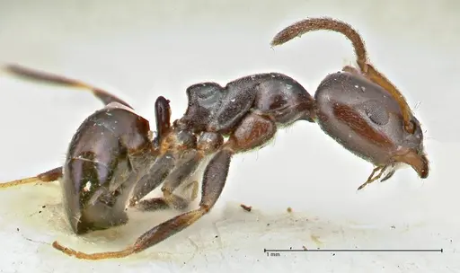 Ochetellus glaber - FOCOL2837