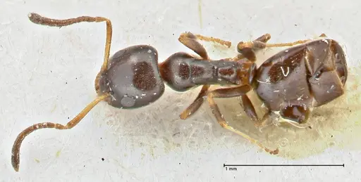 Ochetellus glaber - FOCOL2838