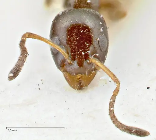 Ochetellus glaber - FOCOL2838