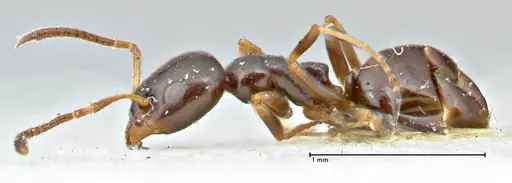 Ochetellus glaber - FOCOL2838