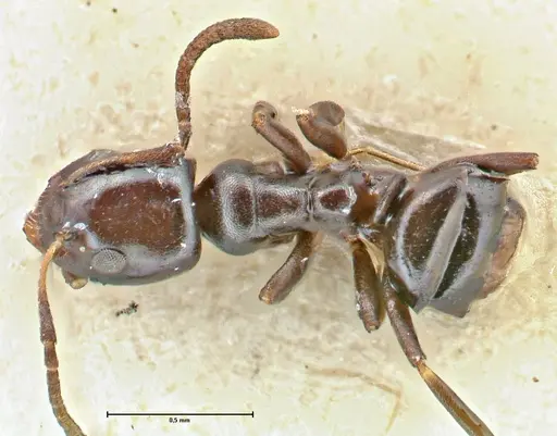 Ochetellus glaber - FOCOL2839