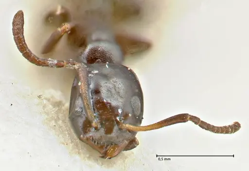 Ochetellus glaber - FOCOL2839