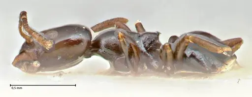 Ochetellus glaber - FOCOL2839