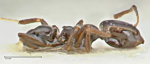 Ochetellus glaber - FOCOL2839