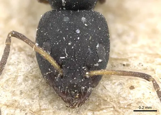 Ochetellus punctatissimus specimen