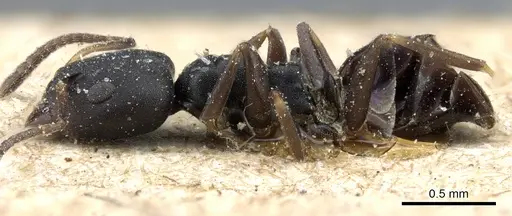 Ochetellus punctatissimus specimen