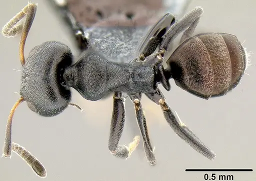 Ochetellus sororis specimen