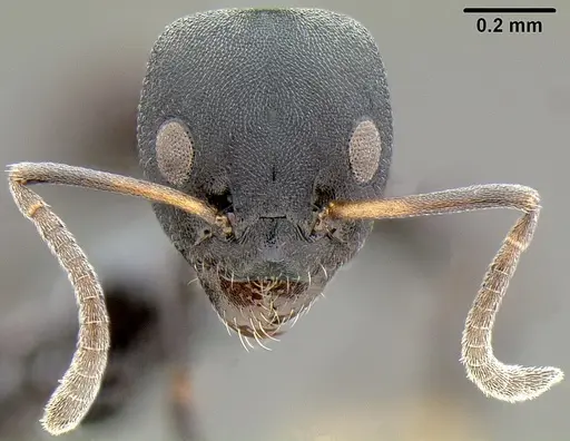 Ochetellus sororis specimen