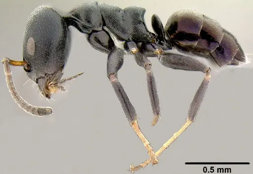 Ochetellus sororis specimen