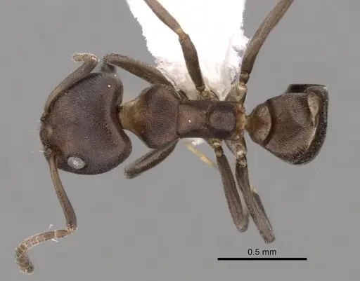 Ochetellus sororis - CASENT0249750