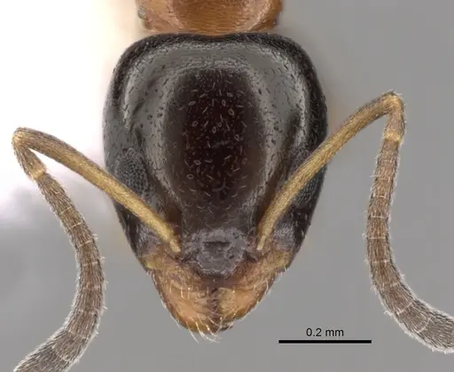 Ochetellus sororis - CASENT0249750