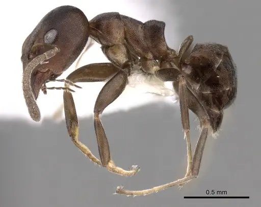 Ochetellus sororis - CASENT0249750