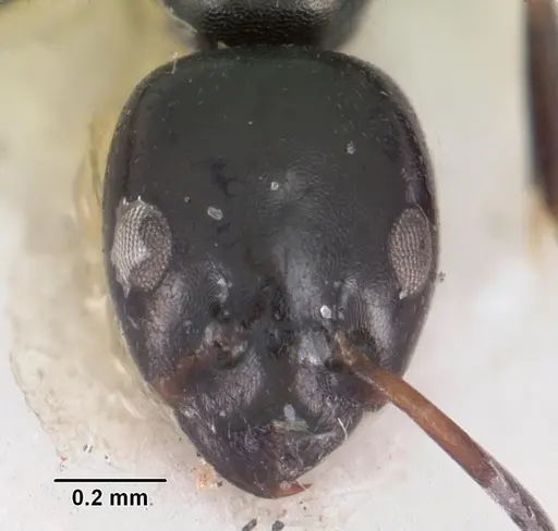 Ochetellus vinsoni specimen