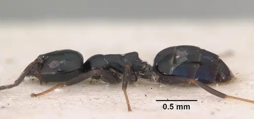 Ochetellus vinsoni specimen