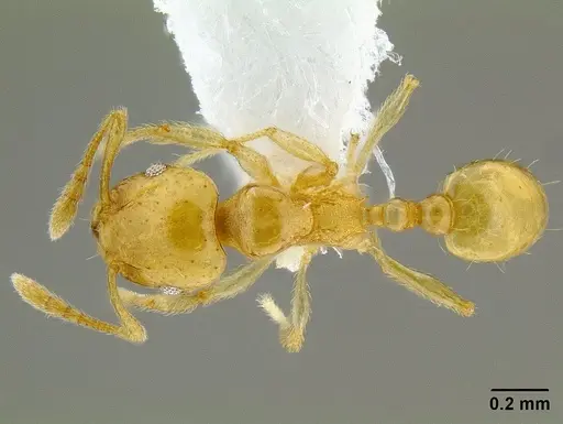 Ochetomyrmex neopolitus specimen