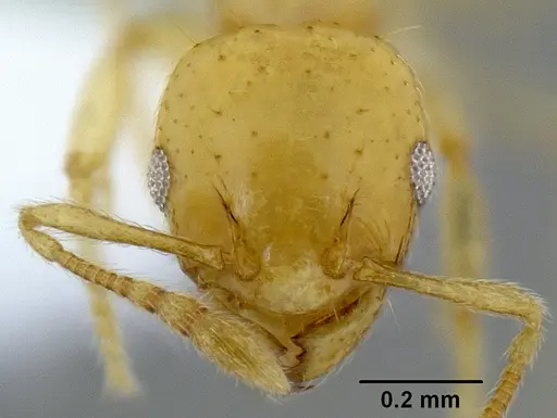 Ochetomyrmex neopolitus specimen