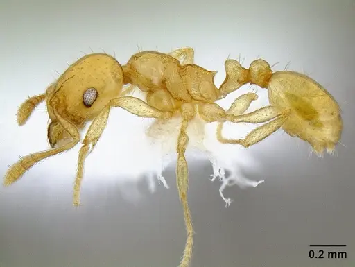 Ochetomyrmex neopolitus specimen