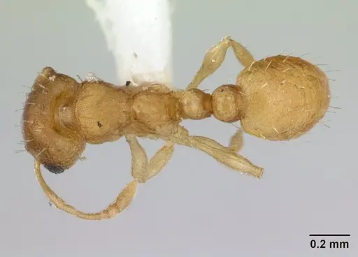 Ochetomyrmex semipolitus specimen
