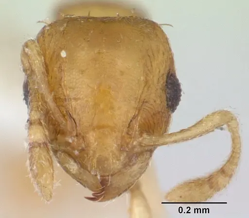 Ochetomyrmex semipolitus specimen