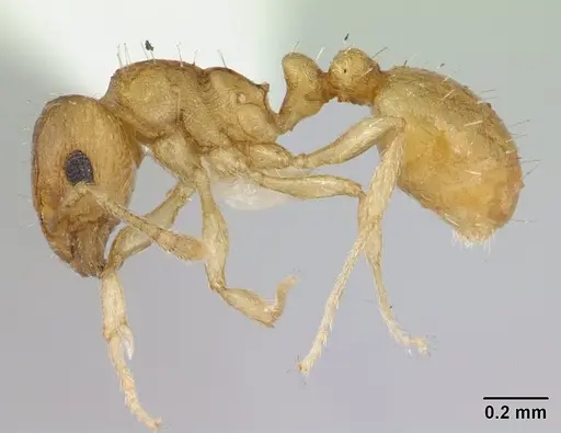 Ochetomyrmex semipolitus specimen