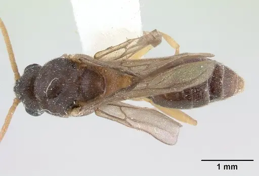 Ochetomyrmex semipolitus - CASENT0178482