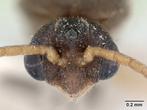 Ochetomyrmex semipolitus - CASENT0178482