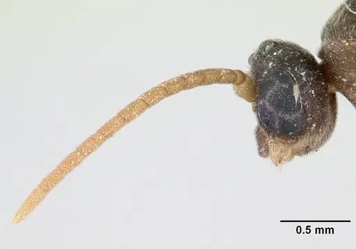 Ochetomyrmex semipolitus - CASENT0178482