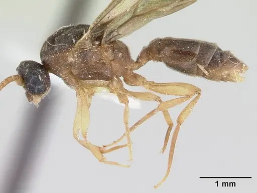 Ochetomyrmex semipolitus - CASENT0178482