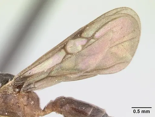 Ochetomyrmex semipolitus - CASENT0178482