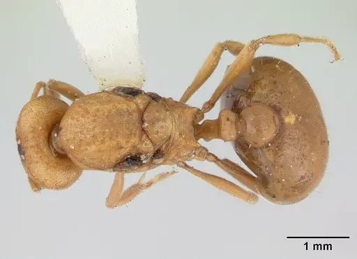 Ochetomyrmex semipolitus - CASENT0178483