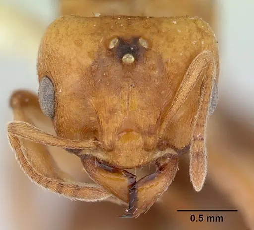 Ochetomyrmex semipolitus - CASENT0178483