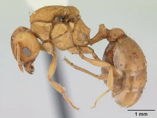 Ochetomyrmex semipolitus - CASENT0178483