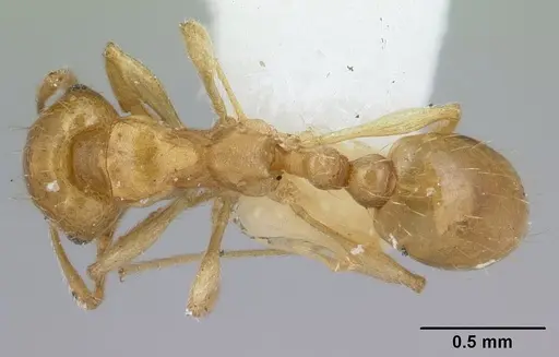 Ochetomyrmex semipolitus - CASENT0178552